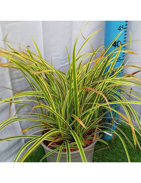 Vanilla Ice Carex morrowii Turzyca Morrowa