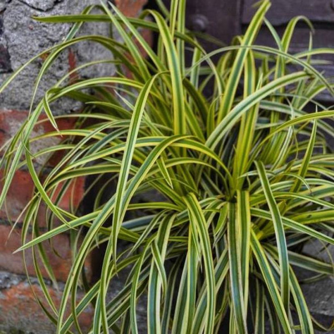 Turzyca Morrowa Carex morrowii Vanilla Ice