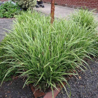 Turzyca Morrowa Ice Dance Carex morrowii