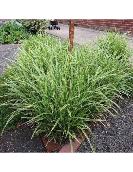 Turzyca Morrowa Ice Dance Carex morrowii