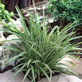 Turzyca Morrowa Ice Dance Carex morrowii 2