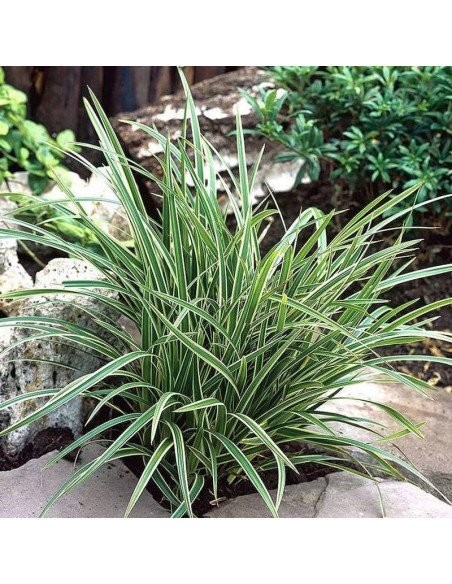 Ice Dance Carex morrowii Turzyca Morrowa