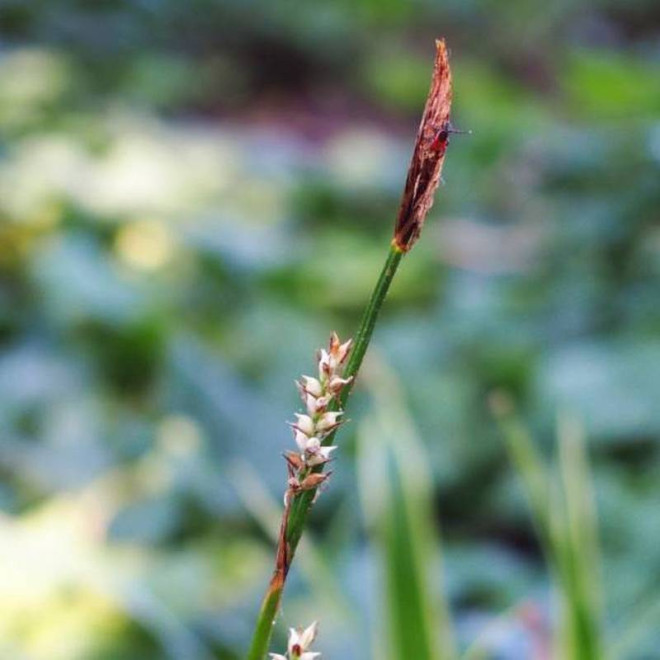 Turzyca Morrowa Carex morrowii Ice Dance