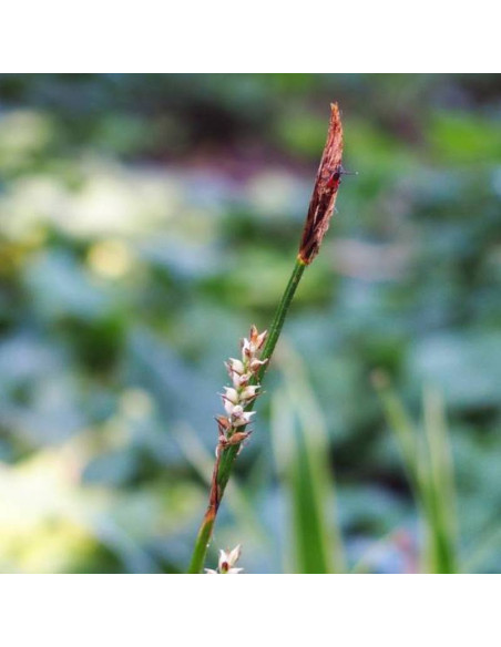 Turzyca Morrowa Carex morrowii Ice Dance