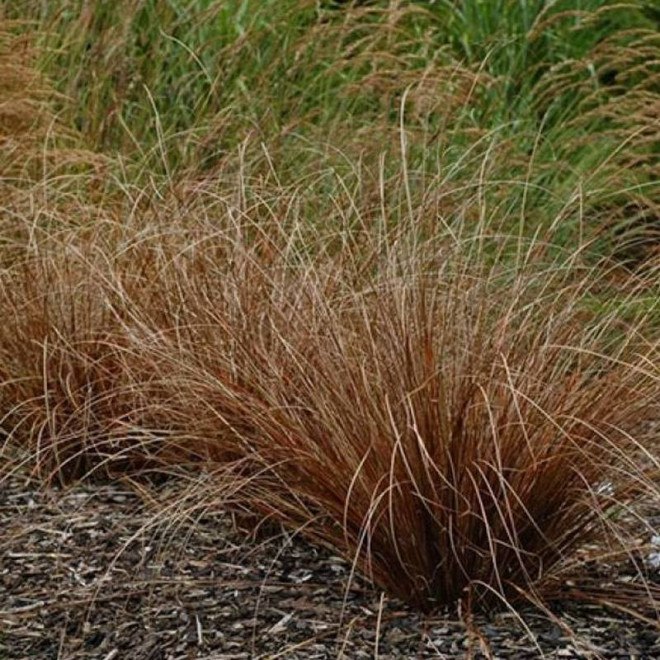 Turzyca Buchanana Red Rooster Carex buchananii