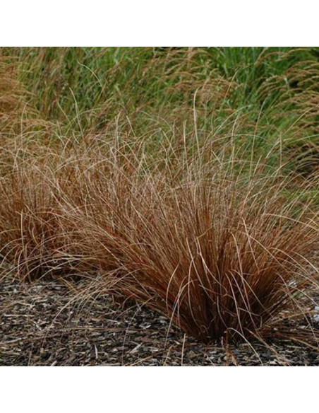 Turzyca Buchanana Red Rooster Carex buchananii