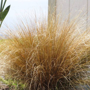 Turzyca Buchanana Red Rooster Carex buchananii 2