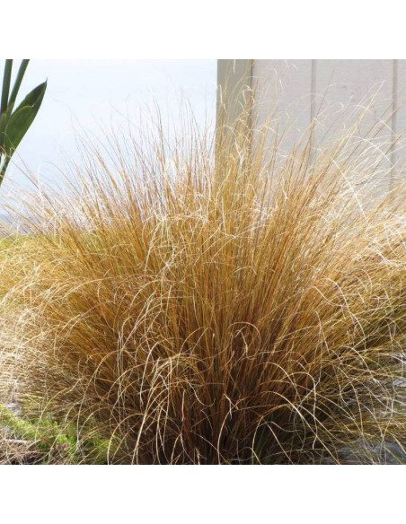 Red Rooster Carex buchananii Turzyca Buchanana