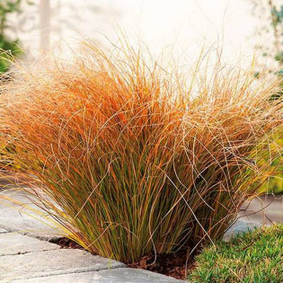 Turzyca ceglasta Carex testacea Prairie Fire 2