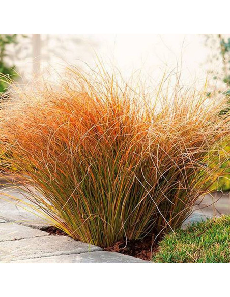 Turzyca ceglasta Prairie Fire Carex testacea