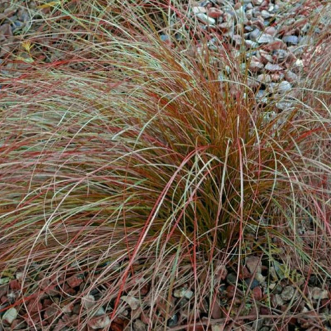 Prairie Fire Carex testacea Turzyca ceglasta