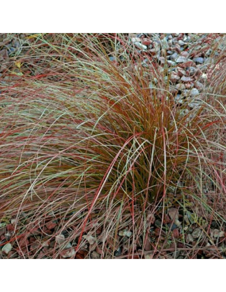 Prairie Fire Carex testacea Turzyca ceglasta