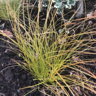 Turzyca ceglasta Carex testacea Prairie Fire