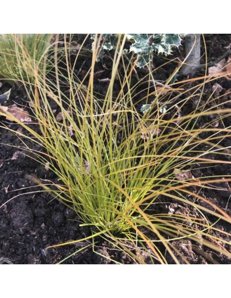 Turzyca ceglasta Carex testacea Prairie Fire