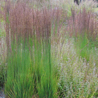 Moorhexe Molinia caerulea Trzęślica modra 2