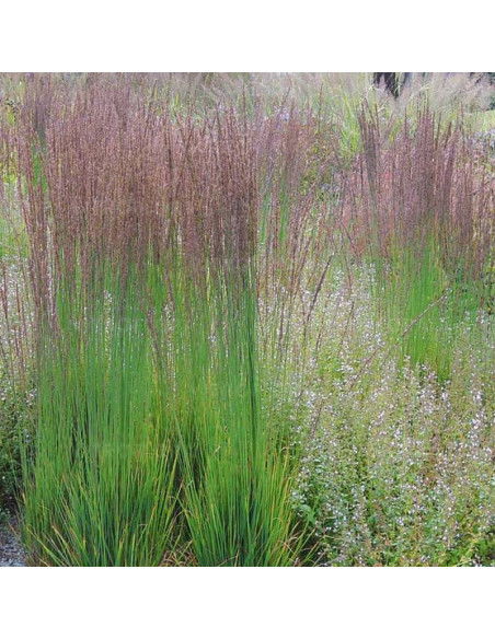 Trzęślica modra Moorhexe Molinia caerulea