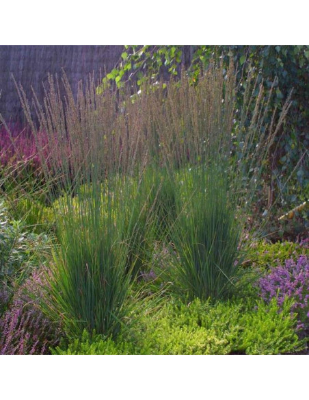 Moorhexe Molinia caerulea Trzęślica modra