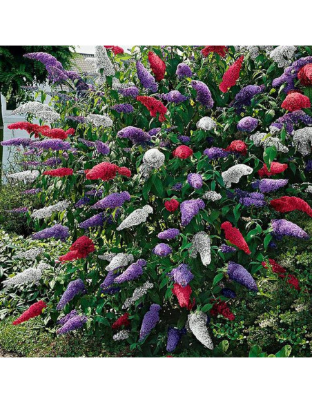 Budleja Tricolor - zestaw 3 sadzonek, odmiany: WHITE PROFUSION, ROYAL RED, BLACK KNIGHT trójkolorowa