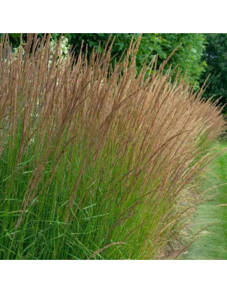 Trzęślica modra Heidebraut Molinia caerulea