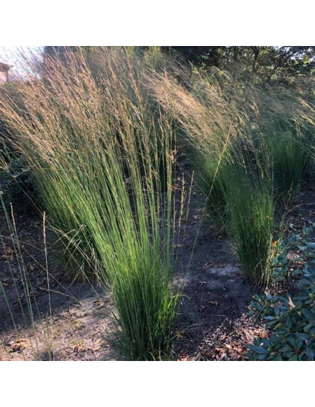 Heidebraut Molinia caerulea Trzęślica modra