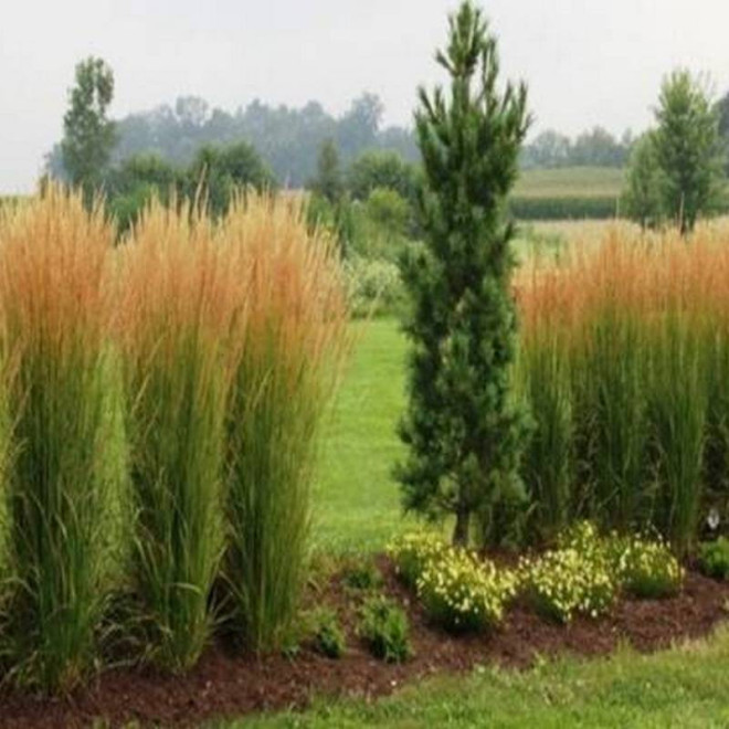 Karl Foerster Calamagrostis acutiflora Trzcinnik ostrokwiatowy