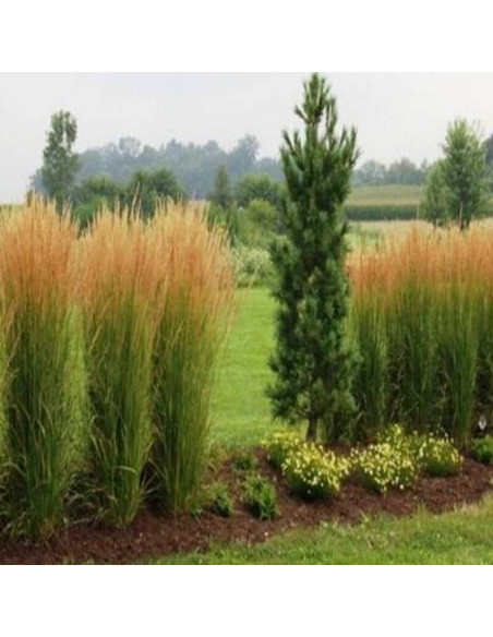Karl Foerster Calamagrostis acutiflora Trzcinnik ostrokwiatowy