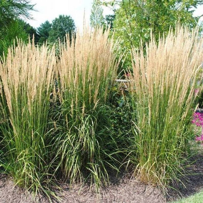 Trzcinnik ostrokwiatowy Karl Foerster Calamagrostis acutiflora