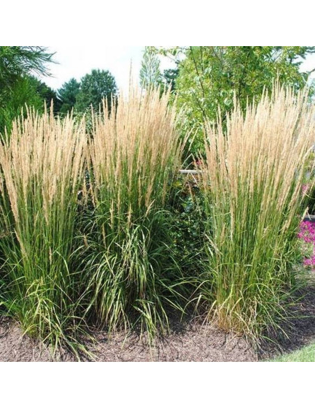 Trzcinnik ostrokwiatowy Karl Foerster Calamagrostis acutiflora
