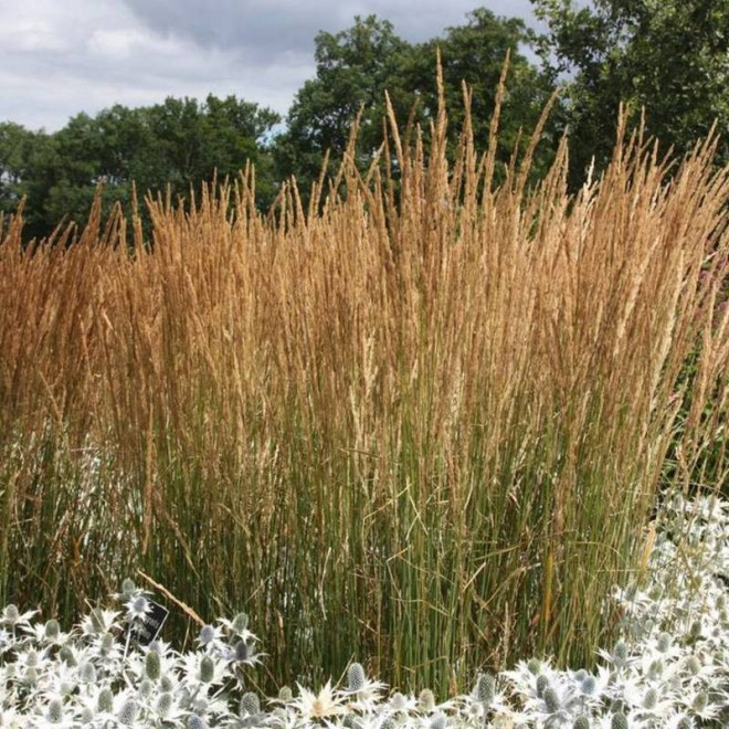 Trzcinnik ostrokwiatowy Calamagrostis acutiflora Karl Foerster