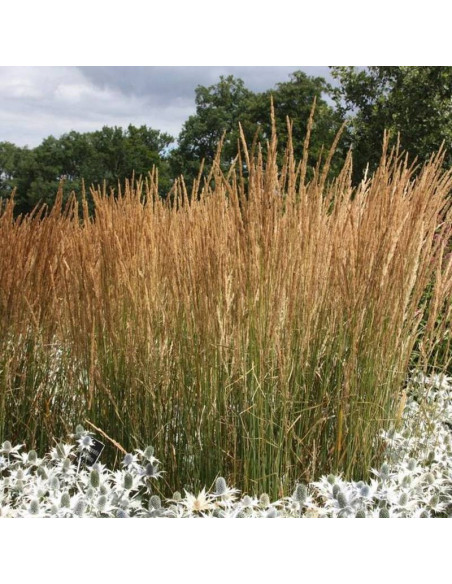 Trzcinnik ostrokwiatowy Calamagrostis acutiflora Karl Foerster