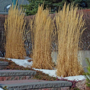 Trzcinnik ostrokwiatowy Avalanche Calamagrostis acutiflora