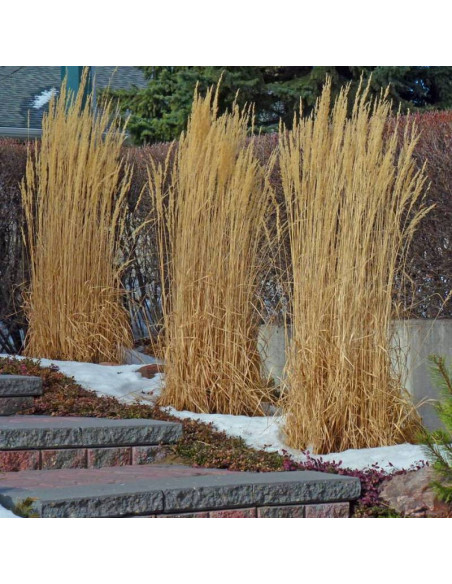 Trzcinnik ostrokwiatowy Avalanche Calamagrostis acutiflora