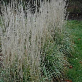 Trzcinnik ostrokwiatowy Avalanche Calamagrostis acutiflora 2