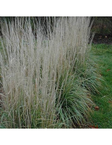Avalanche Calamagrostis acutiflora Trzcinnik ostrokwiatowy