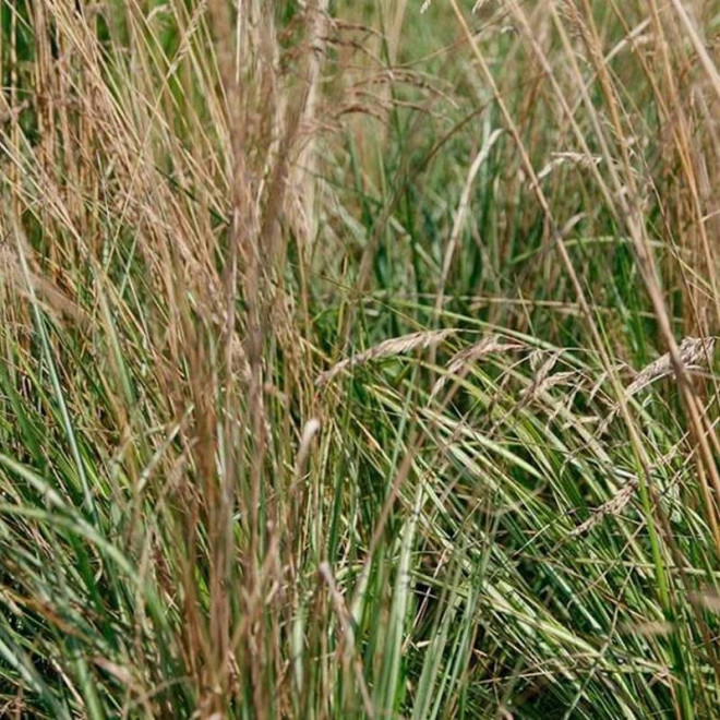 Calamagrostis acutiflora Trzcinnik ostrokwiatowy Avalanche