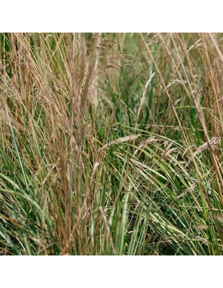 Calamagrostis acutiflora Trzcinnik ostrokwiatowy Avalanche