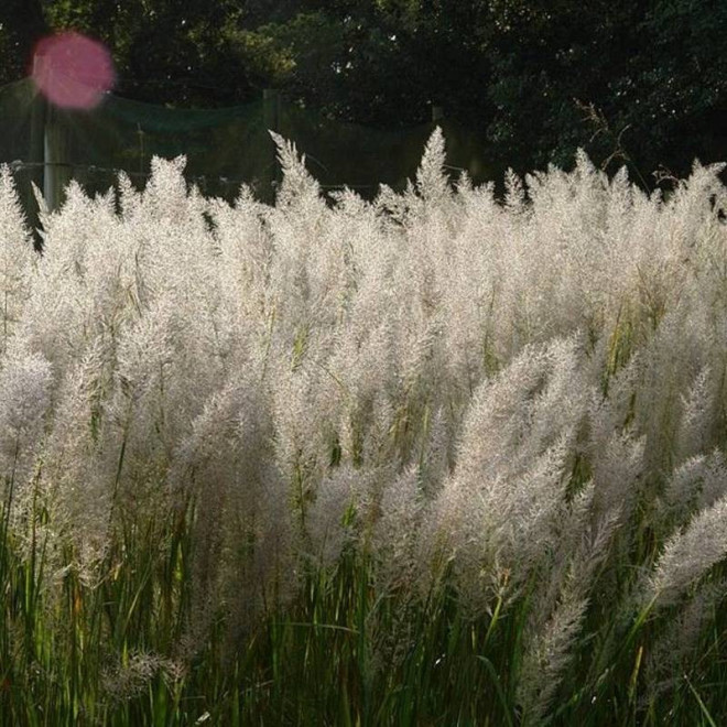 Calamagrostis brachytricha Trzcinnik krótkowłosy