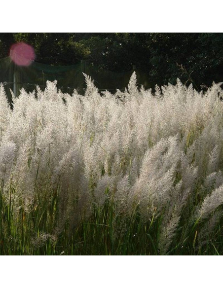 Calamagrostis brachytricha Trzcinnik krótkowłosy