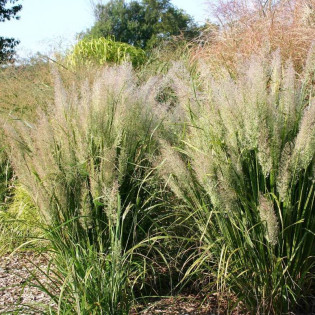 Trzcinnik krótkowłosy Calamagrostis brachytricha
