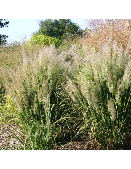 Trzcinnik krótkowłosy Calamagrostis brachytricha