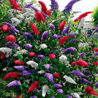 Budleja Tricolor - zestaw 3 sadzonek, odmiany: WHITE PROFUSION, ROYAL RED, BLACK KNIGHT trójkolorowa 2