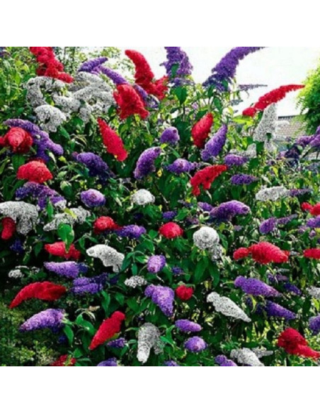 zestaw 3 sadzonek Budleja Tricolor - odmiany: WHITE PROFUSION, ROYAL RED, BLACK KNIGHT trójkolorowa