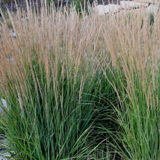 Trzcinnik ostrokwiatowy Calamagrostis acutiflora Overdam 2