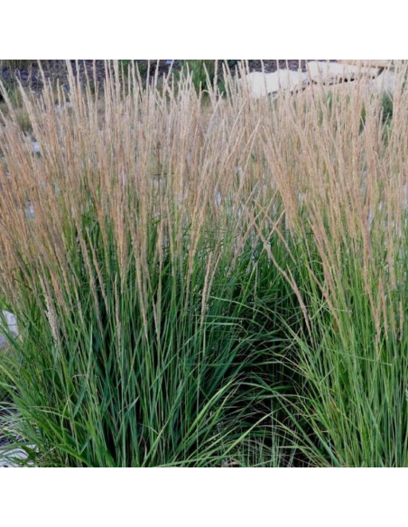 Trzcinnik ostrokwiatowy Overdam Calamagrostis acutiflora
