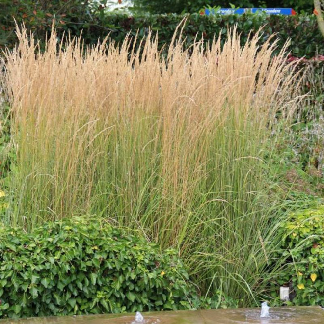 Overdam Calamagrostis acutiflora Trzcinnik ostrokwiatowy