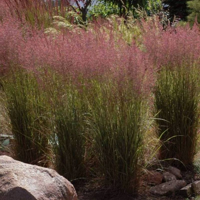 Trzcinnik ostrokwiatowy Calamagrostis acutiflora Overdam