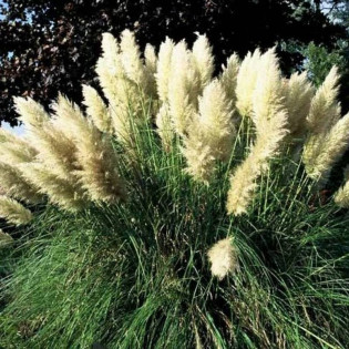 Kortaderia Pumila Cortaderia selloana Trawa pampasowa 2