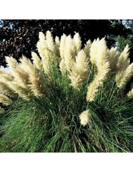 Kortaderia Trawa pampasowa Pumila Cortaderia selloana
