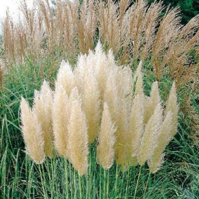 Pumila Cortaderia selloana Kortaderia Trawa pampasowa