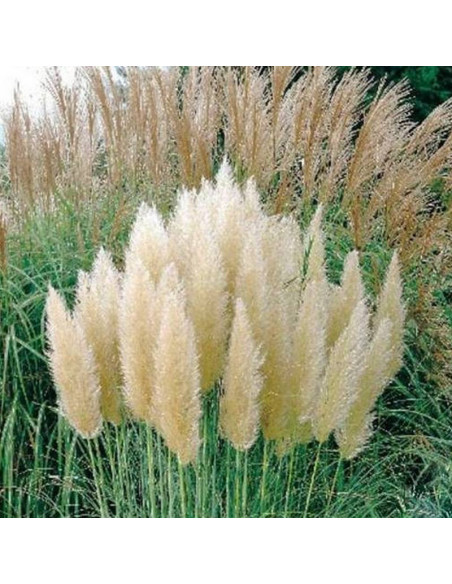 Pumila Cortaderia selloana Kortaderia Trawa pampasowa
